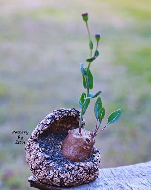 Kitoi: Othonna sp. - Vase - aranjamente - accesorii