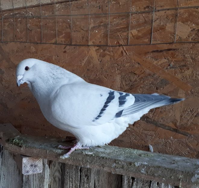 F 18 Vandut - De Vanzare