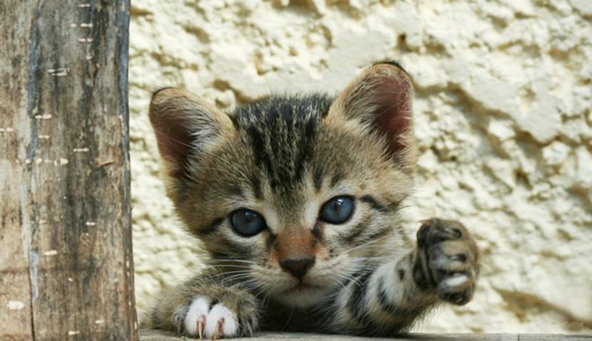 Pentru RAPisMyLife - - Annyeonghaseyeo