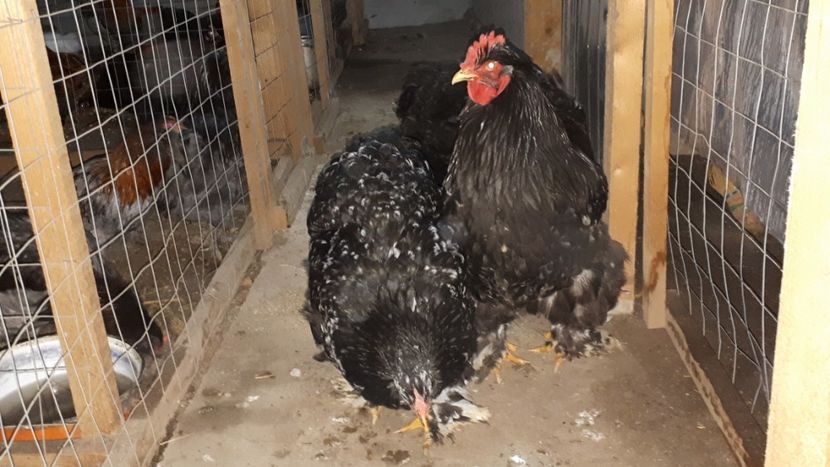  - Chochinchina negru bobat 2019