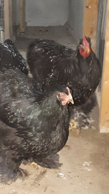  - Chochinchina negru bobat 2019