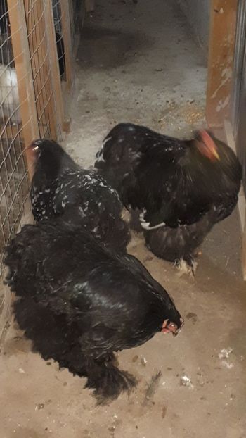  - Chochinchina negru bobat 2019