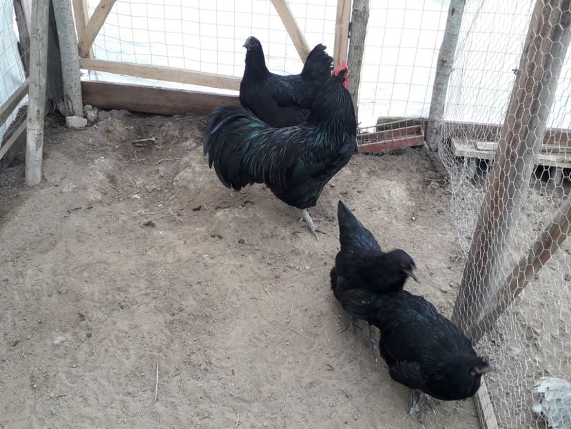  - Australorp negru