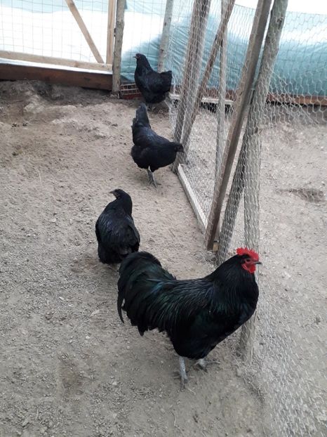  - Australorp negru