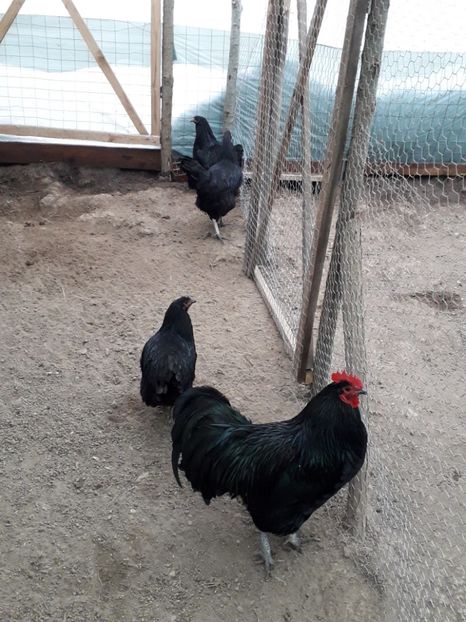  - Australorp negru