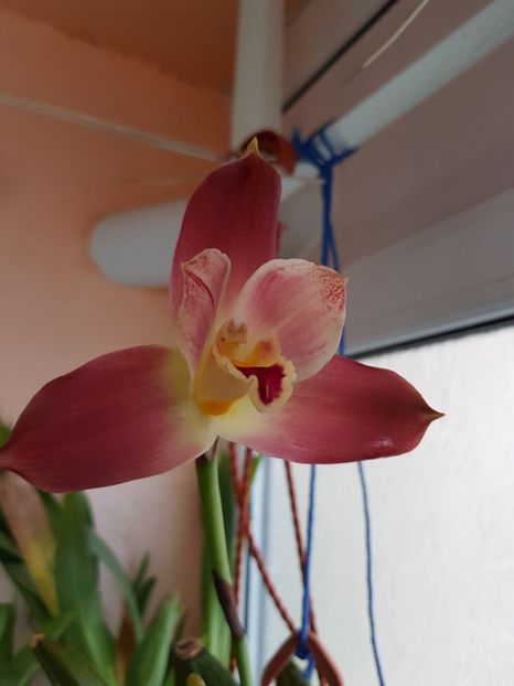  - Lycaste Skinnery Alba si Lycaste Red Jewel 2018