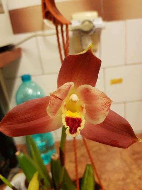  - Lycaste Skinnery Alba si Lycaste Red Jewel 2018