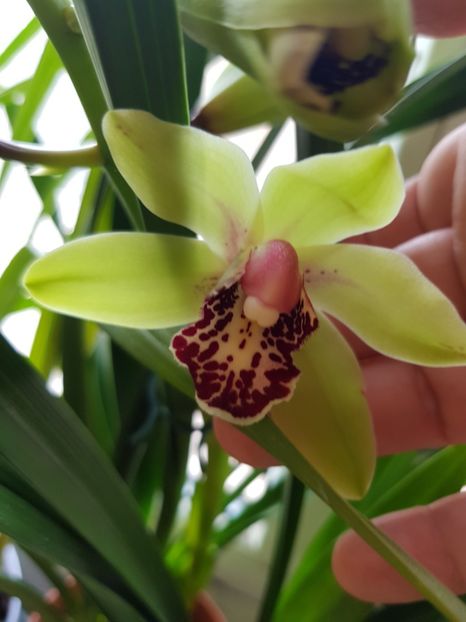  - Cymbidium 2018