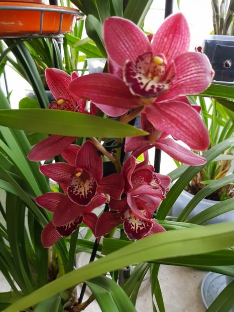  - Cymbidium 2018