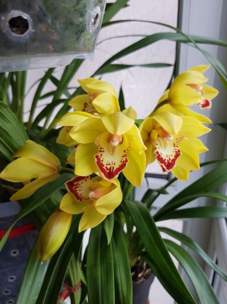  - Cymbidium 2018