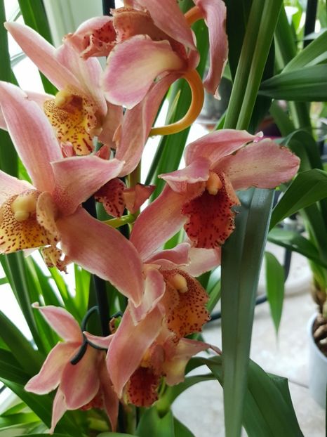  - Cymbidium 2018