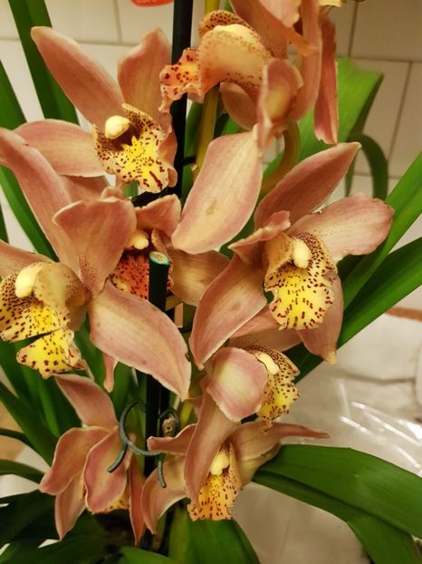  - Cymbidium 2018