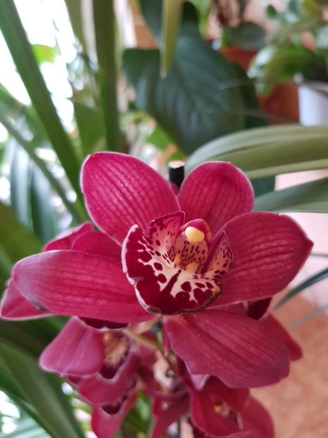  - Cymbidium 2018