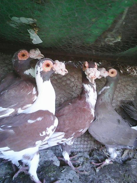 Photo1592 - Noi achizitii