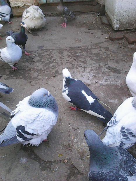 Photo1609 - Instantanee