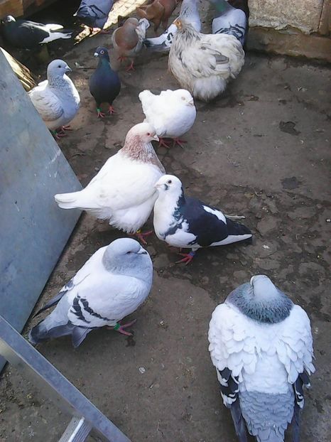 Photo1610 - Copy - Instantanee