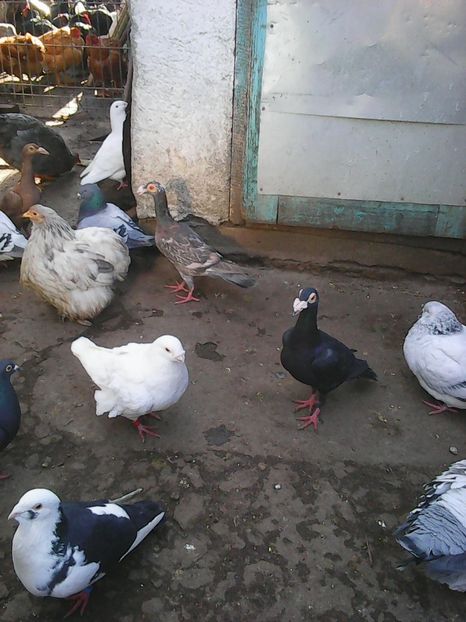 Photo1611 - Instantanee