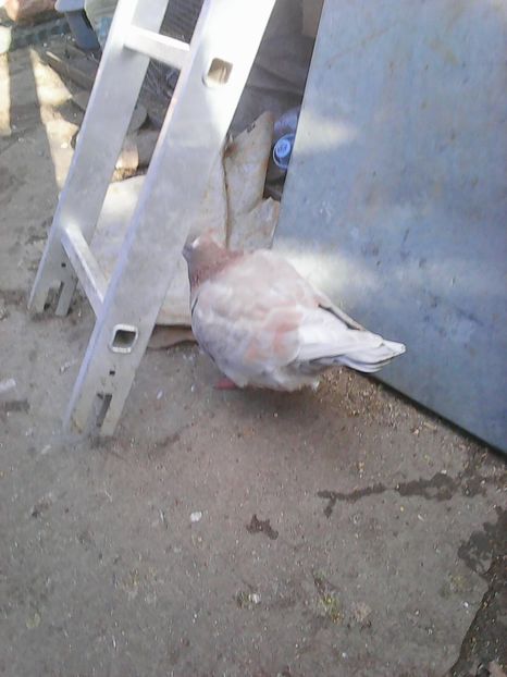 Photo1613 - Instantanee