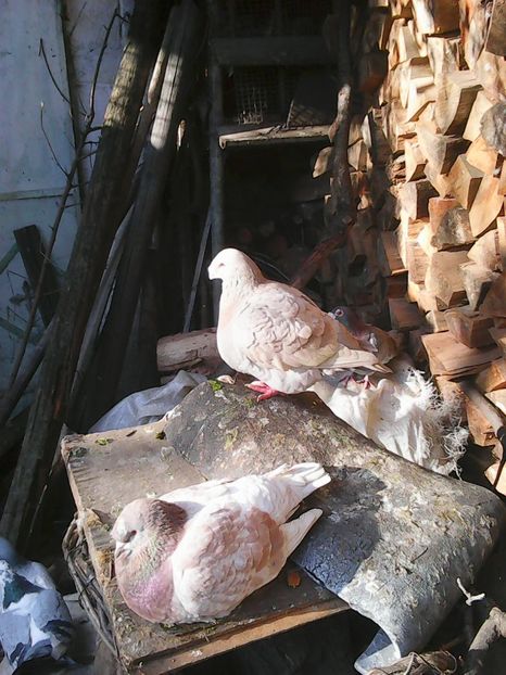 Photo1614 - Copy - Standard galben