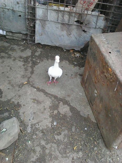 Photo1617 - Copy - Instantanee