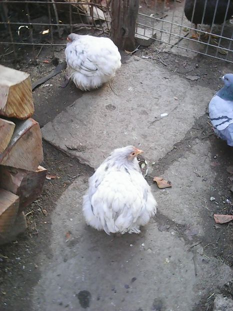 Photo1619 - Instantanee