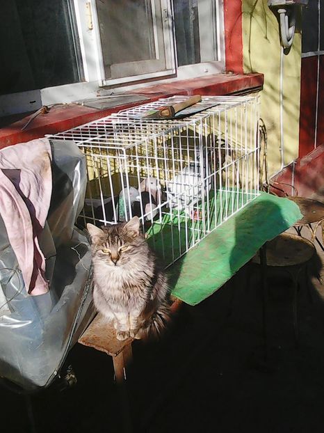 Photo1631 - Prietenii porumbeilor