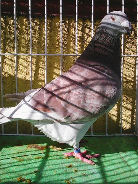 Photo1638 - Copy - Instantanee