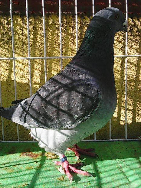 Photo1639 - Standard diverse culori