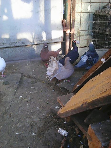 Photo1650 - Copy - Instantanee