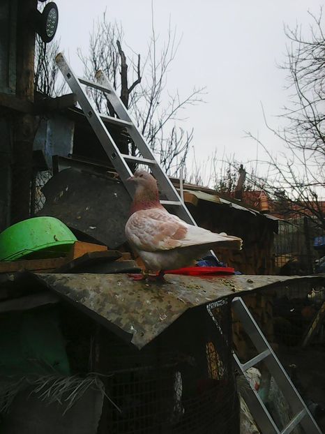 Photo1654 - Copy - Instantanee