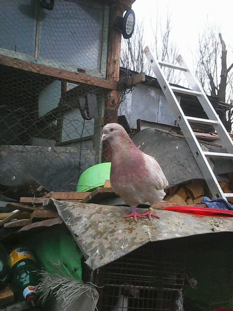 Photo1655 - Copy - Texani