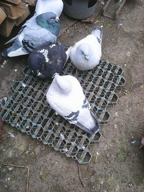 Photo1656 - Copy - Instantanee