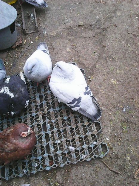 Photo1657 - Instantanee