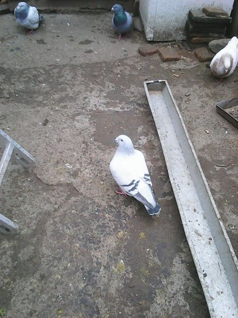 Photo1658 - Albastru azur