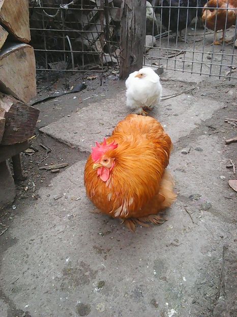 Photo1660 - Instantanee