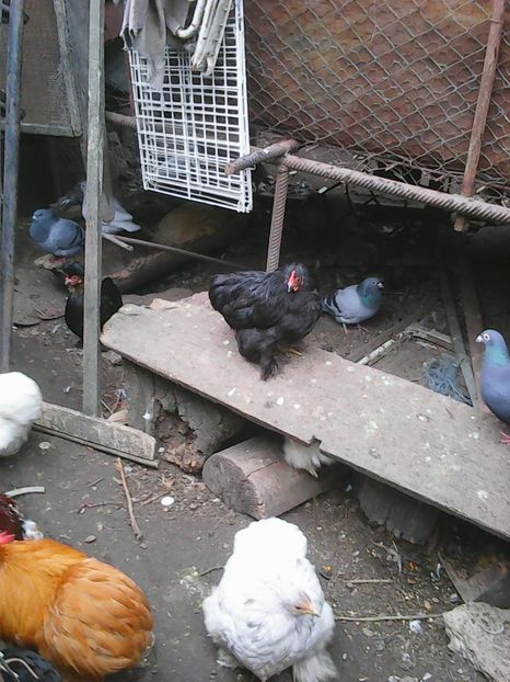 Photo1662 - Copy - Instantanee