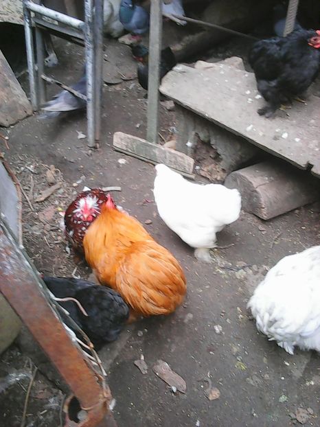 Photo1663 - Instantanee