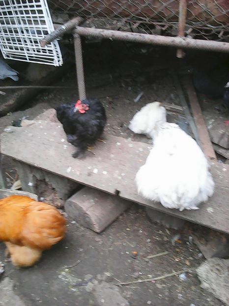 Photo1664 - Instantanee