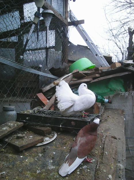 Photo1668 - Copy - Voltati