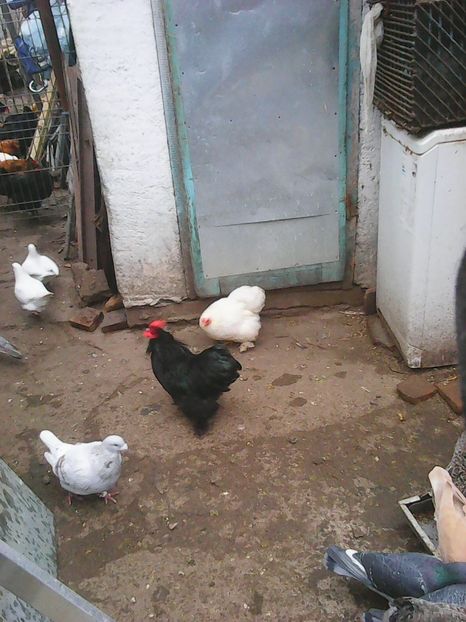 Photo1671 - Copy - Instantanee