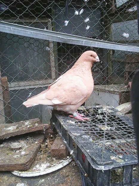 Photo1674 - Standard galben