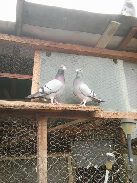 Photo1677 - Instantanee