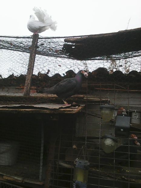 Photo1679 - Instantanee