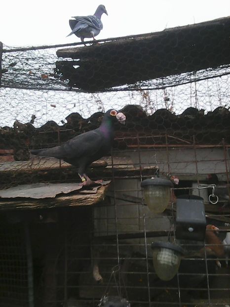 Photo1680 - Instantanee