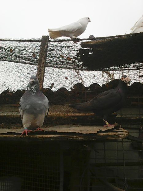 Photo1681 - Instantanee