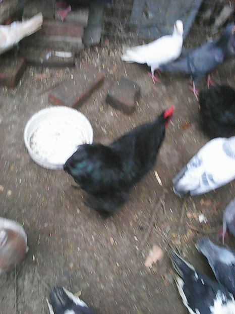 Photo1683 - Instantanee