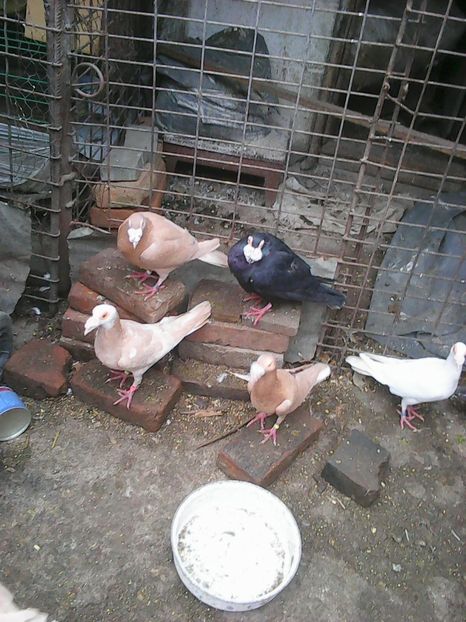 Photo1685 - Instantanee