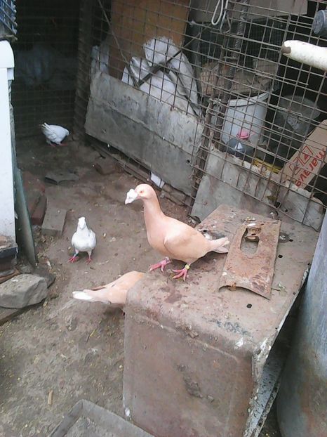 Photo1688 - Instantanee