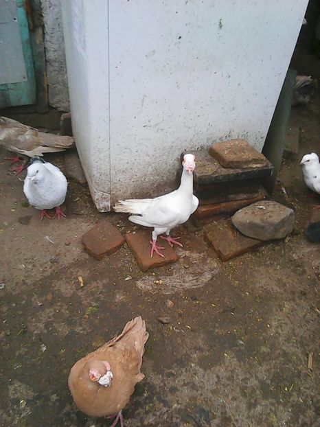 Photo1689 - Instantanee