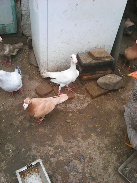 Photo1690 - Copy - Carieri